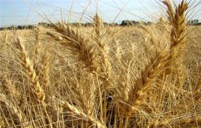 ايران تصدر مليوني طن من القمح العام الجاري