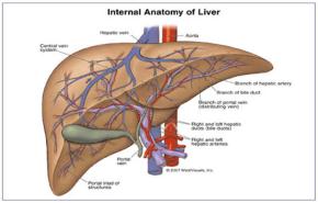 مليون حالة وفاة بالعام بسبب أمراض الكبد