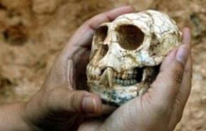 متحف فرنسى يعرض جمجمة قرد عمره 20 مليون سنة