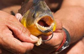 علماء: سمك بيرانا ينبح عند شعوره بالخطر
