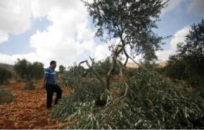 اقتلاع اكثر من 7آلاف شجرة زيتون بالضفة الغربية