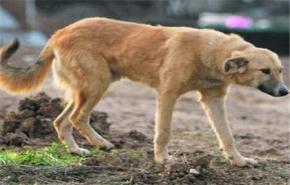 برلمان رومانيا يوافق على اعدام الكلاب الضالة