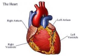 دراسة: الأزمات القلبية الأخطر تحدث صباحاً