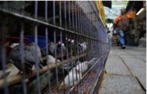 اول وفاة بالصين جراء انفلونزا الطيور 