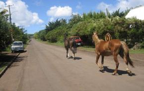 البريطانيون يتركون الخيول في الشوارع لإرتفاع تكلفة إعاشتها