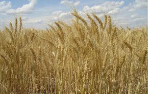 فاو: ارتفاع أسعار الغذاء العالمية في سبتمبر