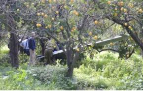  تحطم طائرة بدون طيار تابعة لجيش الاحتلال الإسرائيلي 