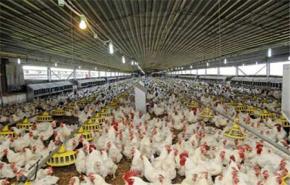 العراق طلب استيراد الدواجن من ايران