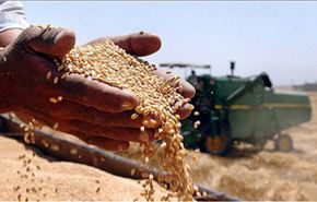 ایران ستحقق الاكتفاء الذاتي في انتاج القمح والسكر