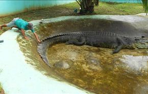 نفوق اضخم تمساح في العالم بالفلبين