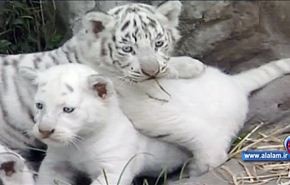 ولادة اربعة نمور نادرة في حديقة حيوانات باليابان