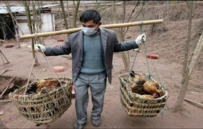 61 اصابة و14 وفاة بفيروس لانفلونزا الطيور بالصين
