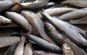 ارتفاع صادرات إيران من الأسماك