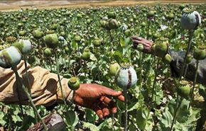 زراعة الافيون في افغانستان ستزداد هذا العام