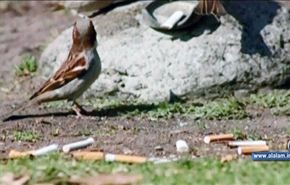 دراسة: الطيور تستخدم اعقاب السجائر لبناء اعشاشها
