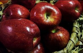 إرتفاع صادرات التفاح الإيراني بنسبة 77%