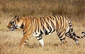 نمر يقتحم حديقة حيوانات في الهند