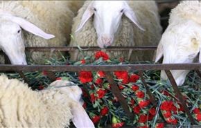گل‌های صادراتی غزه، خوراک حیوانات می‌شود