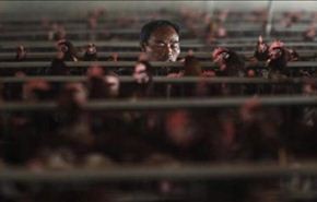 ارتفاع عدد وفيات انفلونزا الطيور في الصين إلى 36