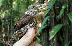 تصاویری از گونه های جدید پرندگان در برزیل