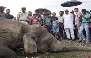 بالصور.. قطار سريع يقتل 4 فيلة في الهند