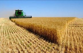 منظمة الفاو تعلن زيادة انتاج الحبوب في ايران