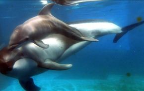 دلفين حديقة شيكاغو تضع مولودها الجديد