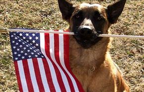 الأميركيون يفضلون إنقاذ الكلب على إنسان غير أميركي