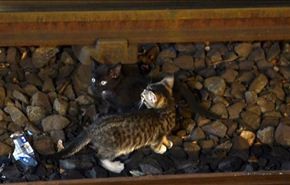 قطتان صغيرتان توقفان مترو أنفاق نيويورك!