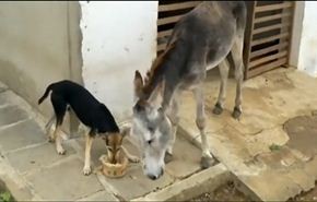بالفيديو..حمار يلقن كلبا انانيا درسا بالاخلاق