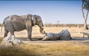 حزن أنثى الفيل على وفاة رفيقتها
