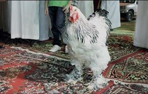 مرغی که 14 میلیون فروخته شد + عکس