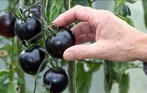 بالصور.. ''طماطم سوداء'' لأول مرة في العالم