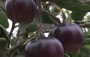 تولید  گوجه فرنگی سیاه در انگلیس