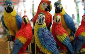 لصوص يسرقون 400 ببغاء من منزل مالكها