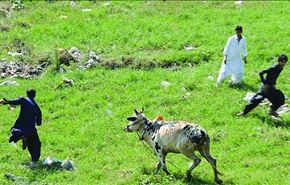 ثور يتسبب في مصرع صاحبه يوم العيد في باكستان