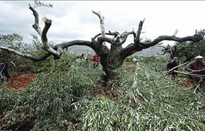 مستوطنون يقطعون عشرات أشجار الزيتون بريف نابلس