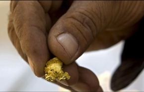 دراسة تكشف عن نمو الذهب على ورق الشجر