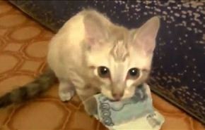 بالفيديو .. قطة سحرها المال ترفض إعادته إلى أصحابه
