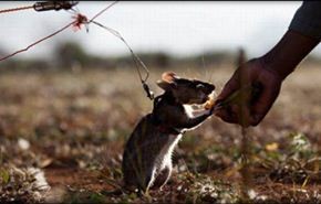 فئران متخصصة في إزالة الألغام بكمبوديا !