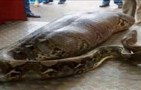 بالفيديو .. ثعبان يلتهم هنديا سكرانا