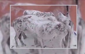 ‫بالفيديو .. حمير تتجمَّد من البرد في تركيا‬‎
