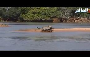 فيديو شاهده الملايين عن نمر يجهز على تمساح بثانيتين
