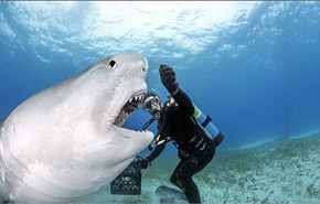 هل يعقل؟ أسماك القرش باستراليا تغرد على تويتر!!