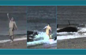 فيديو نادر/حوت يلتهم رجلاً حياً على الشاطئ بلمحة بصر!