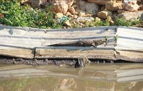 شاهد بالفيديو: تمساح يتجول طليقاً بوسط بيروت منذ 5 أشهر