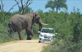 فیلم+حمله فیل به خودرو توریستها در آفریقای جنوبی