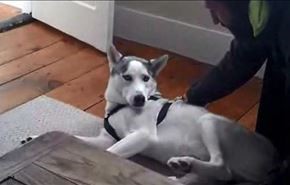فیلم: سگ لجبازی که برای نخوابیدن به حرف می‌آید !
