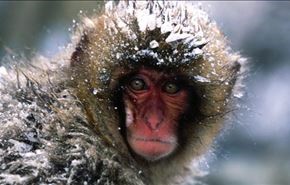 واکنش جالب میمون به نخستین برف زمستانی + فیلم