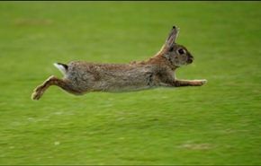 أرانب تعثر على كنز عمره 8 آلاف عام!
